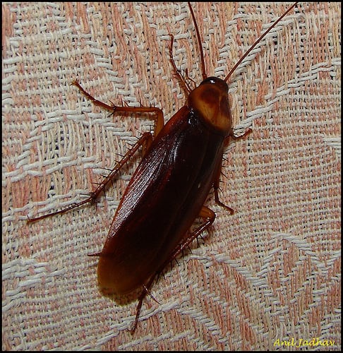 cockroach