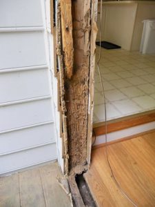 termite damage