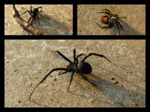black widow black widow spider
