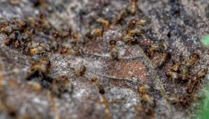 worker termites