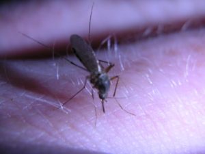 mosquito