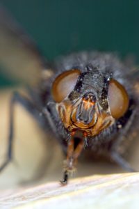 house fly