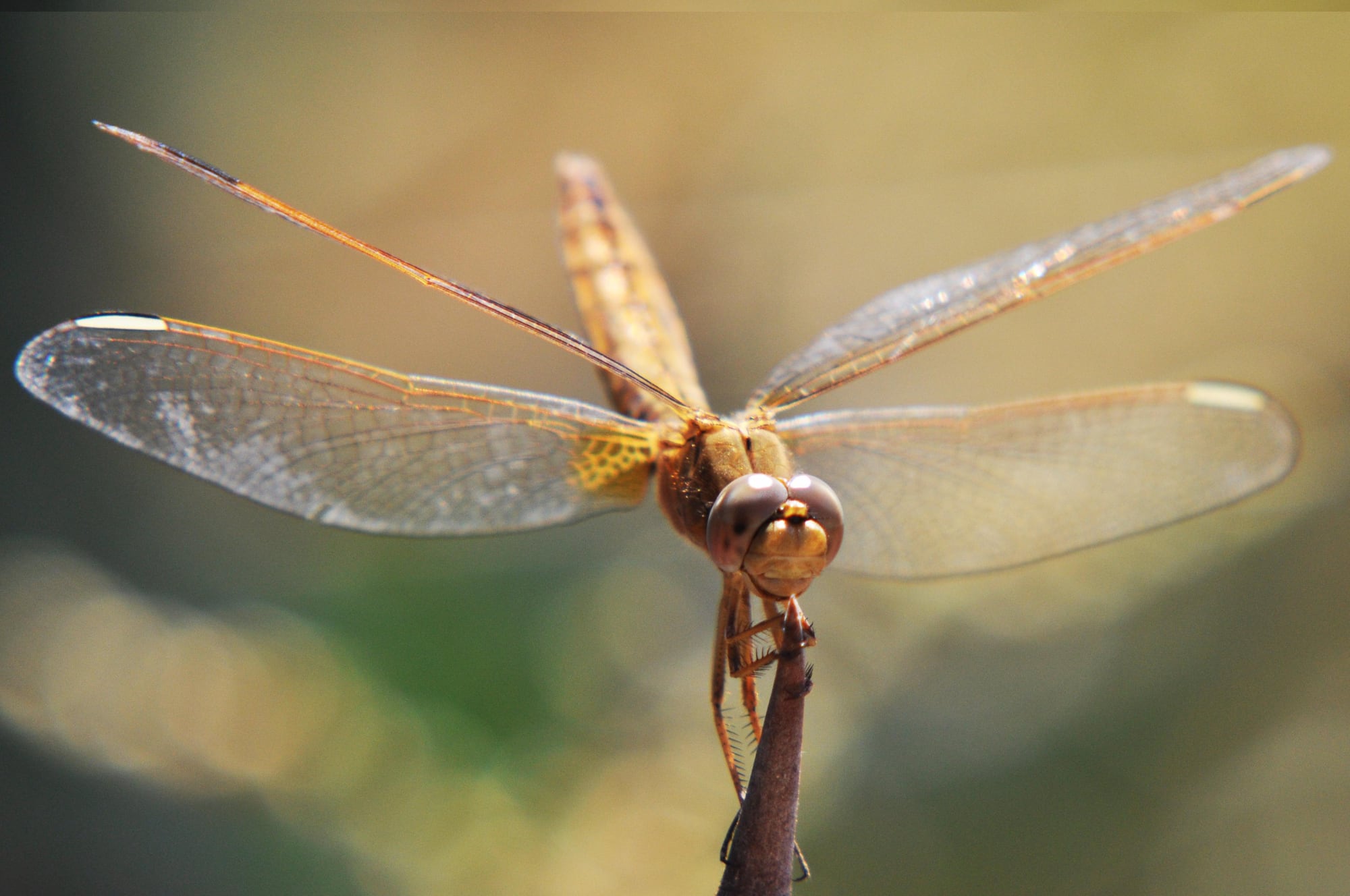 5 Bugs That Keep Other Pests Away