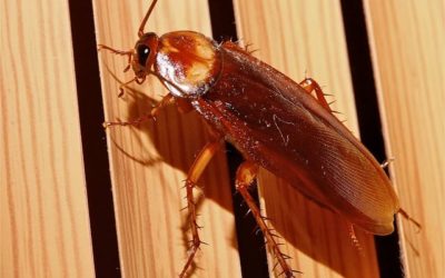 The Best Tactics For Cockroach Control In Your Home