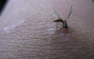 Why Mosquito Control Is Important