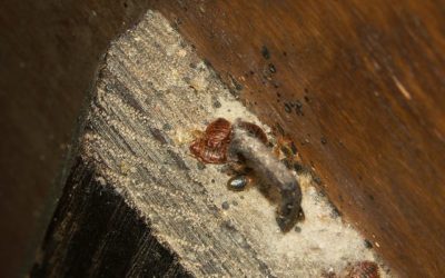 How Do Bed Bugs Spread?
