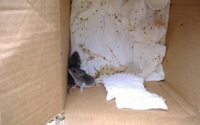 Eliminating Rodents When Mouse Traps Fail