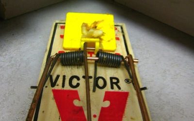 Mouse Traps: History’s Most Frequently Invented Device