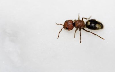 Controlling Ants In Your Home