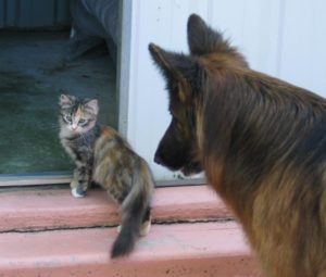 Are Fumigation Services Safe For My Pets? - PestControl