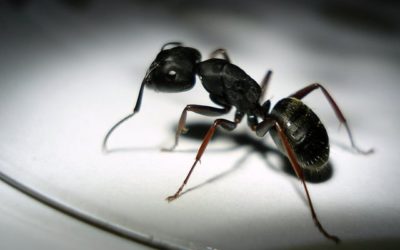 Common Ants and what They’re Doing In Your House