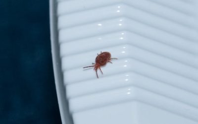 Removing Bed Bugs From Your Home