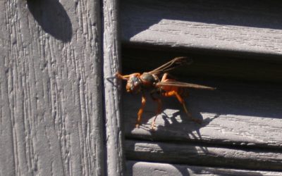 Wasp Nest Removal Dos and Don’ts