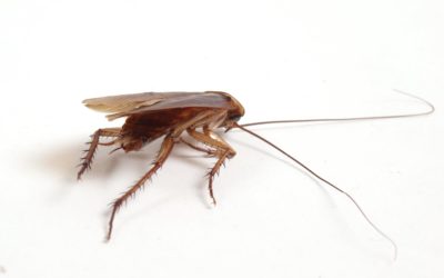 Putting An End To Household Pests