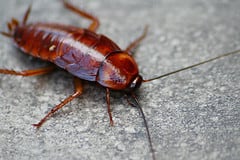 Cockroach Control Tips and Tricks