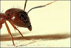 Why You Need Pest Management Services