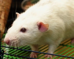 Rat Poison: Why You Should Leave It To The Professionals