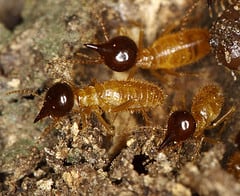 Do You Have Termites? Here’s How To Tell