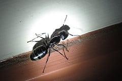 How To Identify A Carpenter Ant Infestation