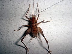 Are Spider Crickets Harmful, Or Just Annoying?