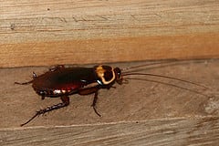 Cockroach Extermination: A Multi-Step Process