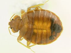 Don’t Attempt DIY Removal: Call A Bed Bug Exterminator