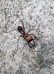 Army Ants May Be Marching Into Your Home