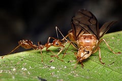 Eliminate The Queen: Ant Control Tips