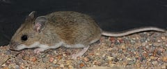Have Deer Mice Found Their Way Into Your Home?