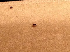 Do Bed Bug Sprays Work?