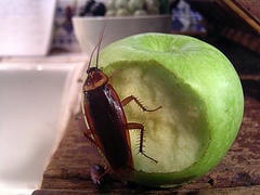 Cockroach Facts For Keeping Your Home Pest-Free