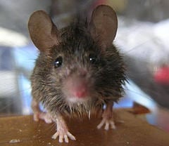 Pest Control: Mice Can Be A Hazard To Your Health