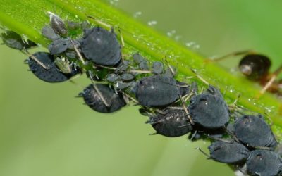 The Destructive Aphid Bug: Hire A Pro To Exterminate Yours