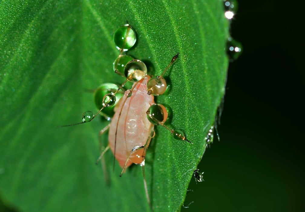 Aphids