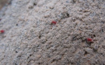Why You Should Get A Professional To Get Rid Of The Little Red Spider Mites In Your Yard