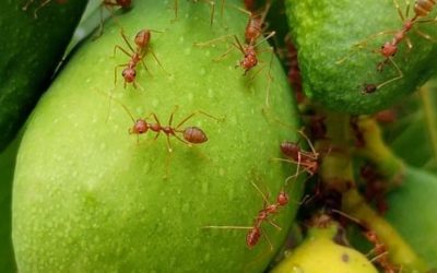 How To Get Rid Of Fire Ants On Your Patio