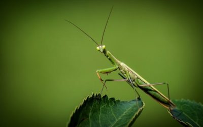 Are Praying Mantis Eggs Poisonous?