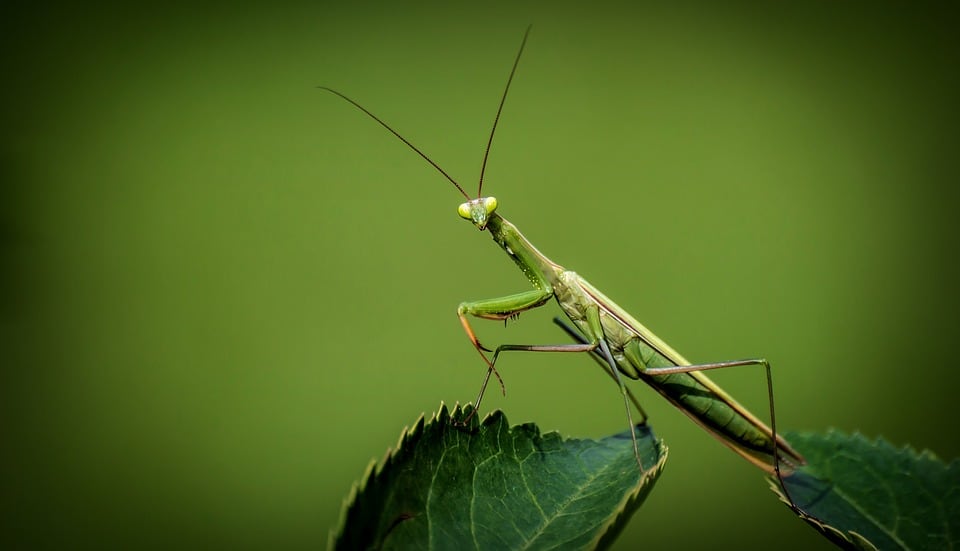 Are Praying Mantis Eggs Poisonous?