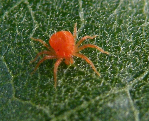 Why You Should Get A Professional To Get Rid Of The Little Red Spider Mites In Your Yard Pestcontrolreviews Com