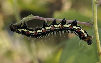 How To Control Springtail Bugs In Your Yard