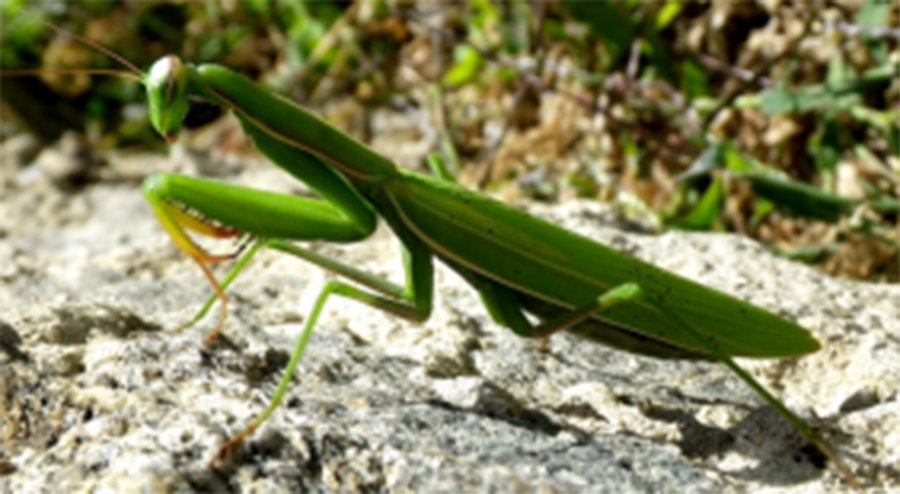 Mantis-Eggs-Poisonous