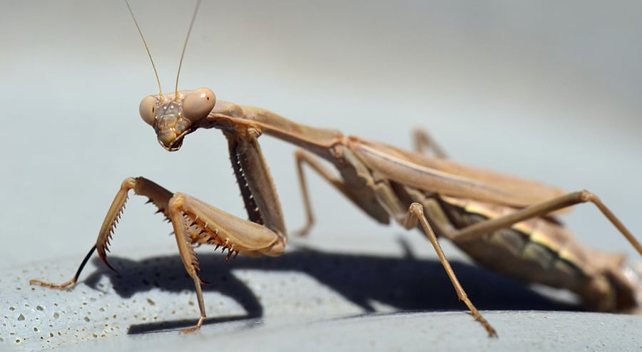 praying-mantis-2839455_1280