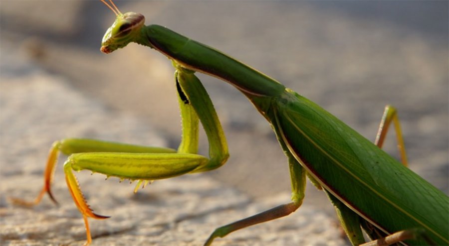 rid-of-a-praying-mantis